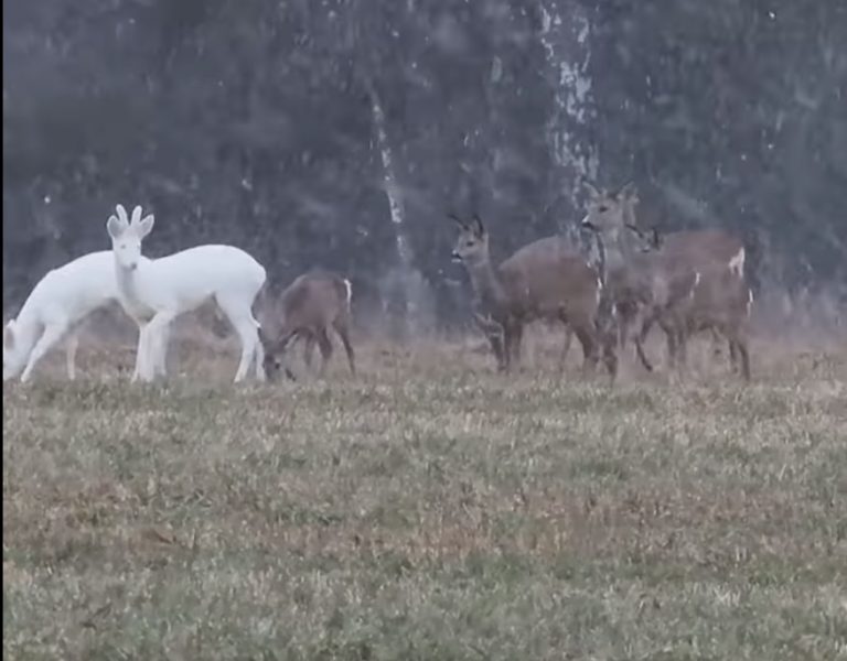 ВИДЕО: в Литве замечены редкие олени-альбиносы
