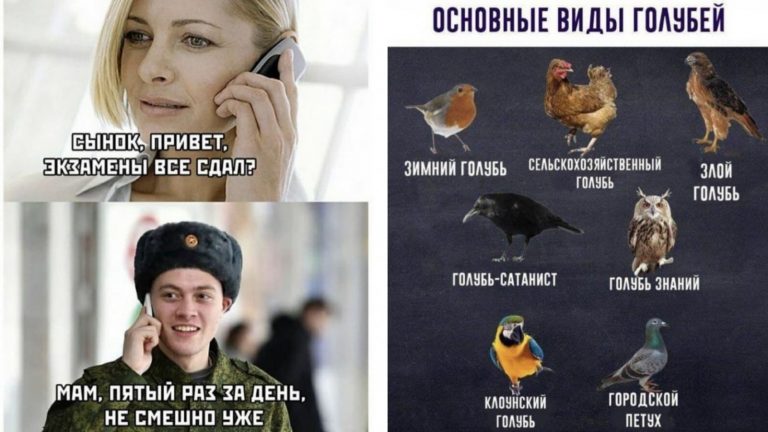 Мемы из интернета и клоунский голубь