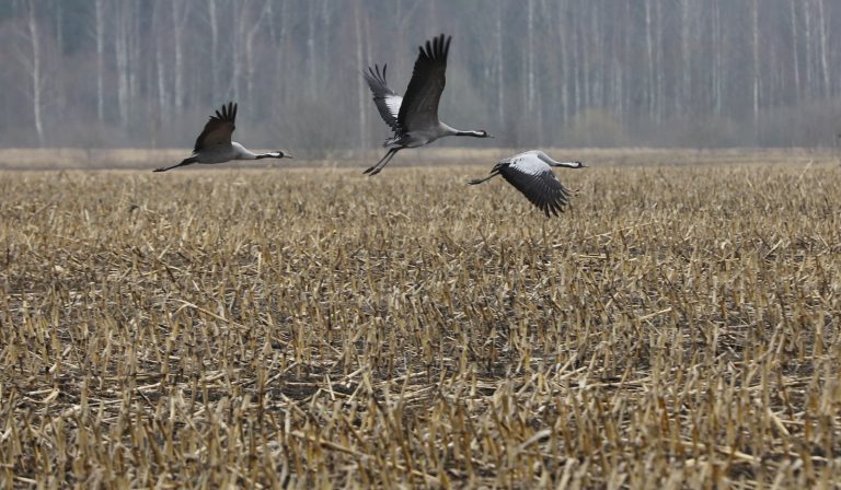 В первый пасхальный выходной в Латвии вероятны осадки