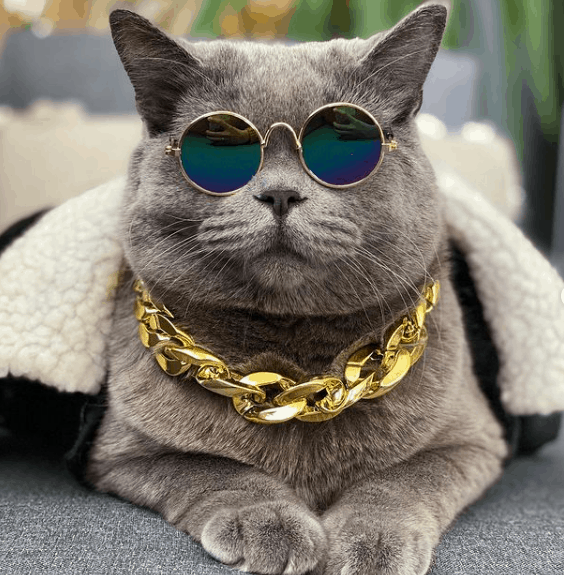 Кот-звезда Instagram умер от сердечного приступа после драки в парке