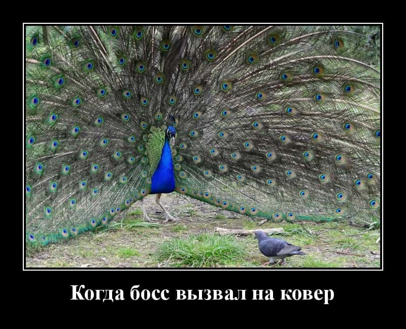Новые демотиваторы и когда вызвали на ковер