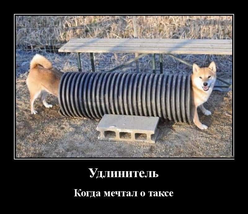 Пятничные демотиваторы и когда всегда хотел таксу
