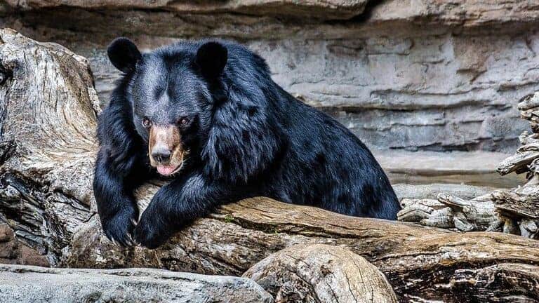 Лосиха и еще 8 самых отвратительных мамаш в животном мире