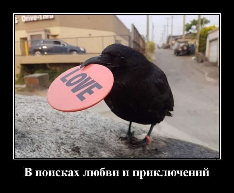 Демотиваторы — необходимое условие хорошего настроения