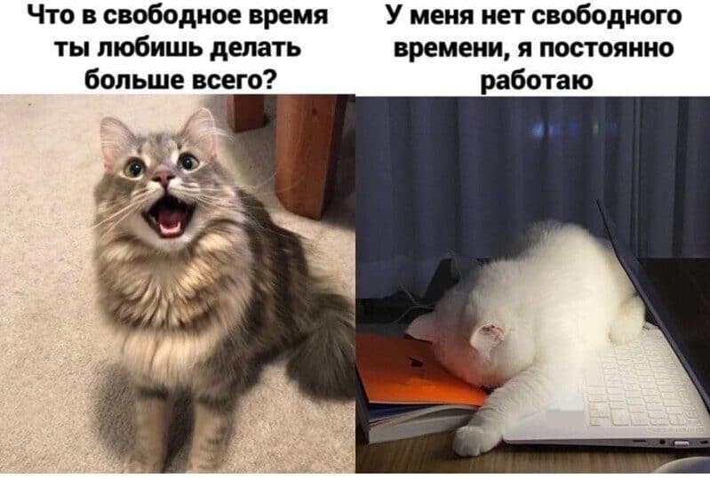 Самые удачные мемы с котиками из Рунета