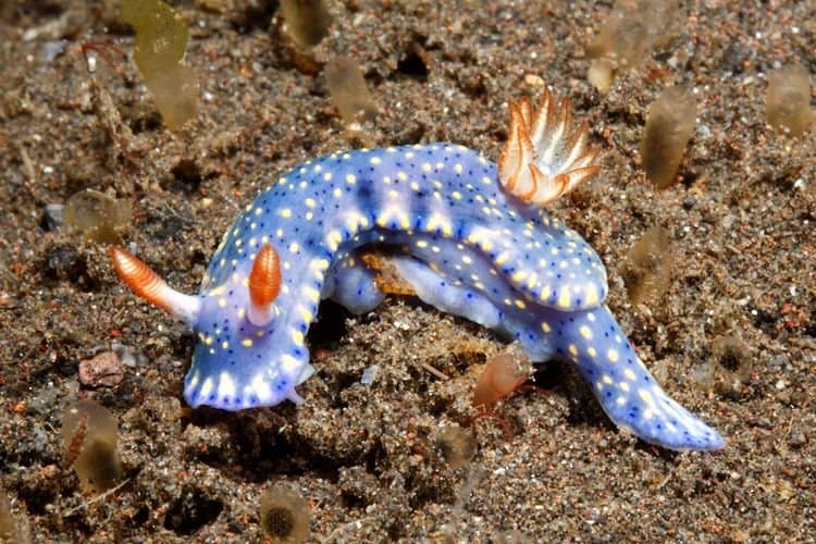 Невероятно красивый морской слизень и еще 18 необычных живых существ