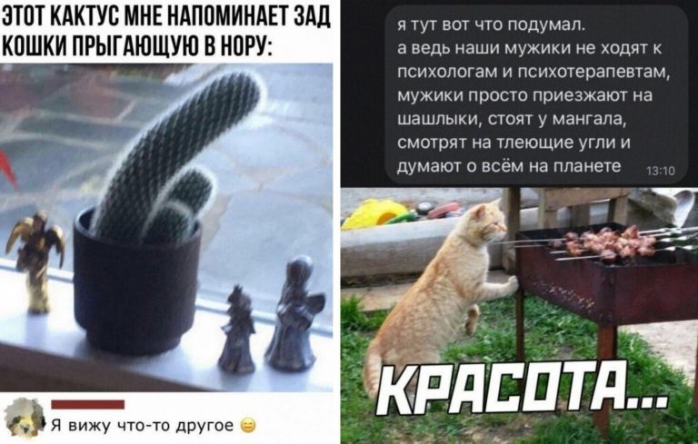Прикольные комментарии из социальных сетей и необычный кактус