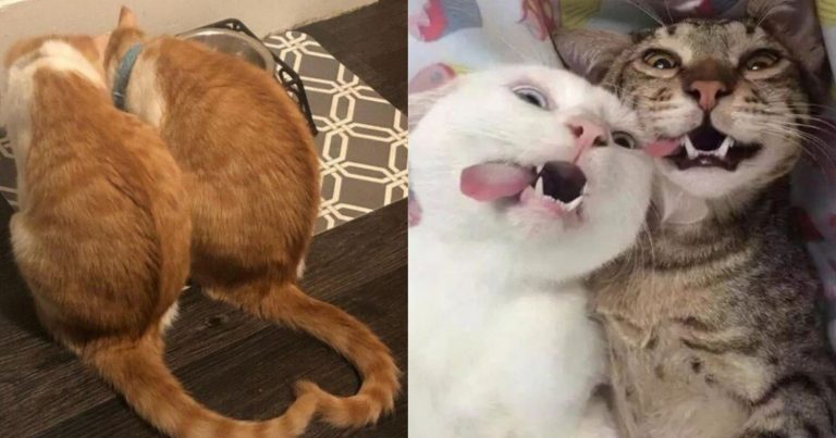 Лучше одного кота в доме может быть лучше только два кота