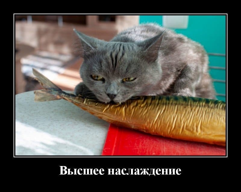 Забавные жизненные демотиваторы для хорошего настроения