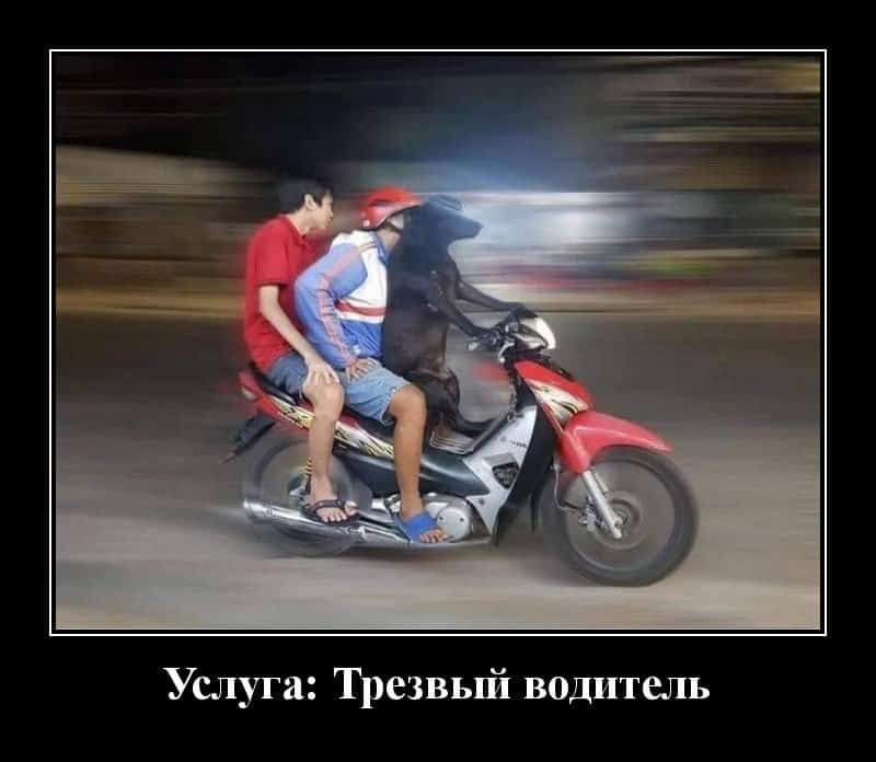 Демотиваторы за день и трезвый водитель