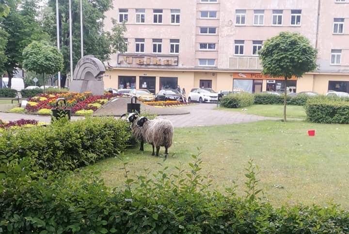 Полиция в Риге поймала трех баранов, хозяин до сих пор не отозвался