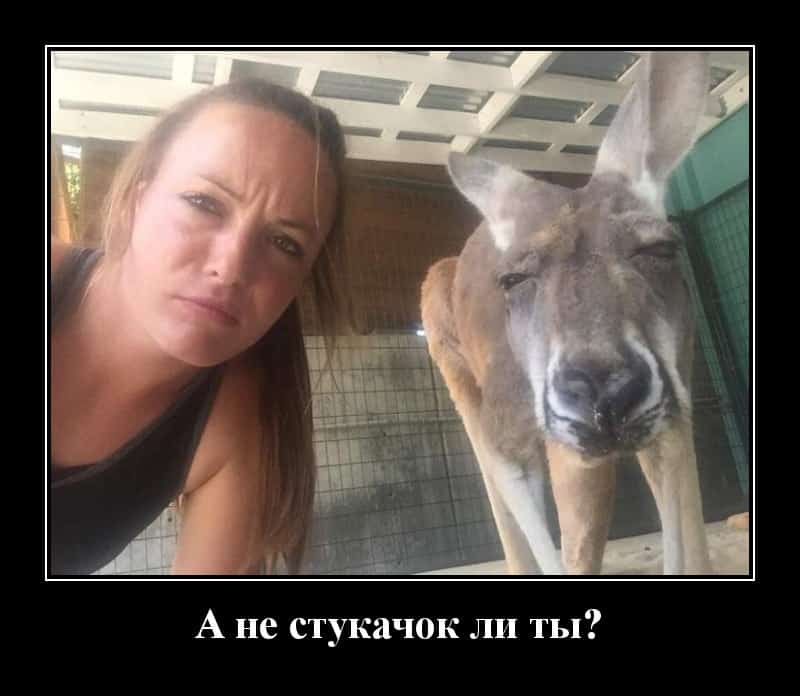 Калейдоскоп из демотиваторов и не стукачек ли ты?