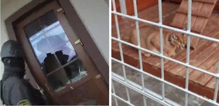 Арестованы виллы и автомобили, найдена рысь: в Риге задержана группировка по отмыванию миллионов