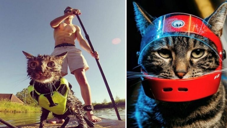 Когда у кошки из Instagram жизнь в сто раз интереснее чем у вас