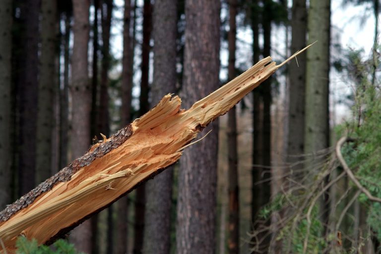 В Аматском крае дерево рухнуло на навес. Есть пострадавшие