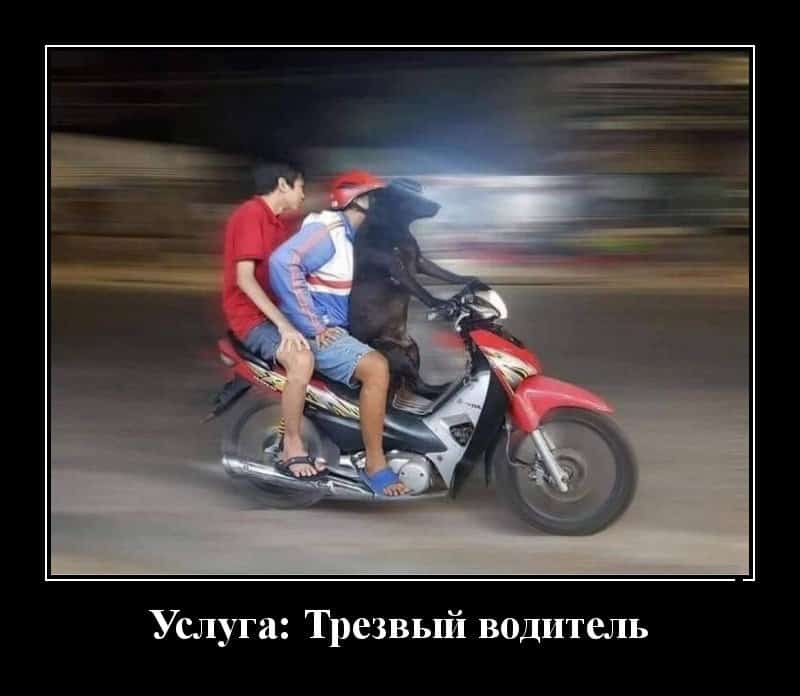 Пятничные демотиваторы и трезвый водитель