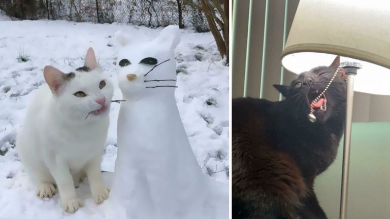 20 фото котиков, у которых произошел программный сбой