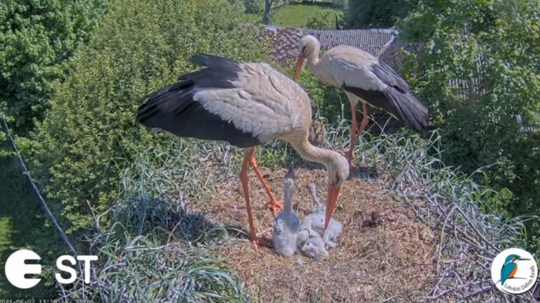 КОРОТКО О ГЛАВНОМ-1: самоизоляция по приезде из Британии, 2 млрд вакцинированных в мире, аисты избавились от потомства