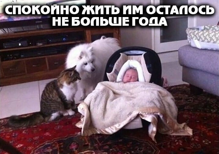 Фото приколы на утро заряженные на позитив и неподдельную улыбку