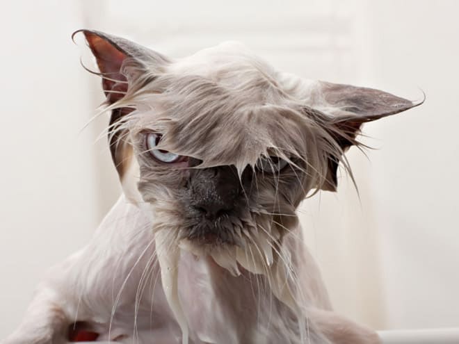 Коты, которые замышляют ваше убийство после купания…