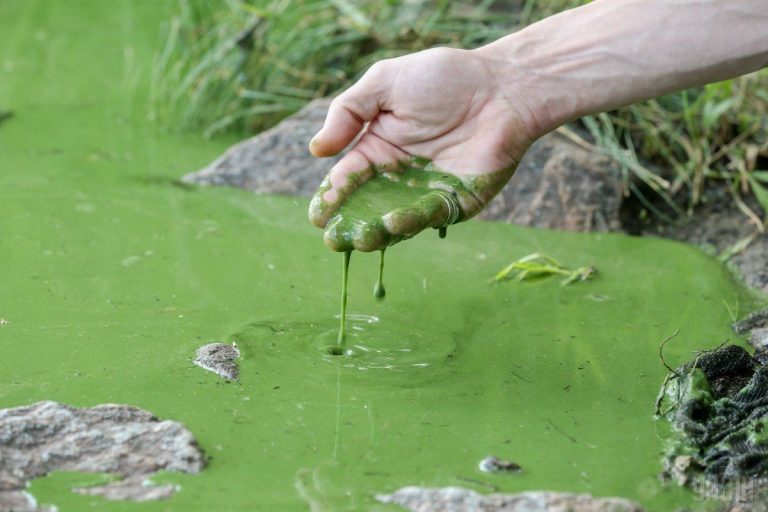 Из-за аномальной жары в латвийских водоемах усилилось цветение воды