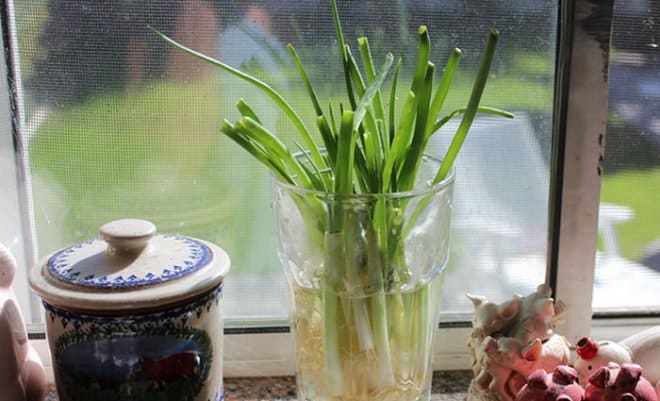 Вкусные и полезные растения, которые можно вырастить у себя дома