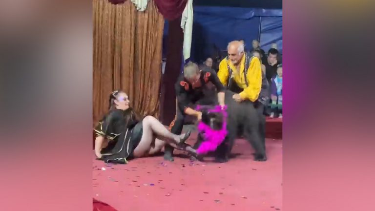 ВИДЕО: в России медведь трижды напал на дрессировщиков в цирке, но они продолжили выступление
