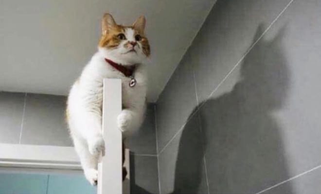 Когда у тебя дома живет хвостатый Бэтмен…
