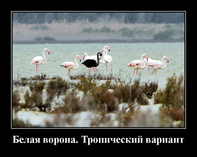 Новые демотиваторы и тропический вариант белой вороны