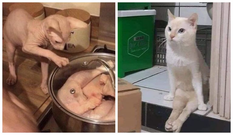 20 самых смешных фотографий кошек со страницы «Cat Virus.Exe» в Instagram