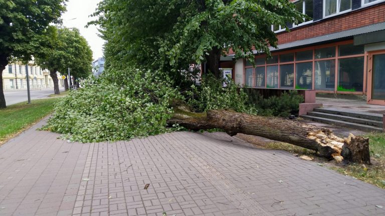 ФОТО: в Лиепае сильный ветер повалил деревья