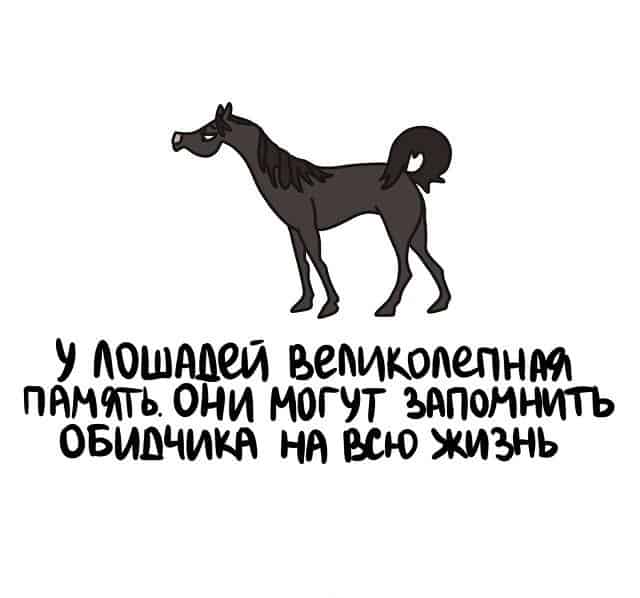15 любопытных фактов обо всем на свете и не ссорьтесь с лошадьми