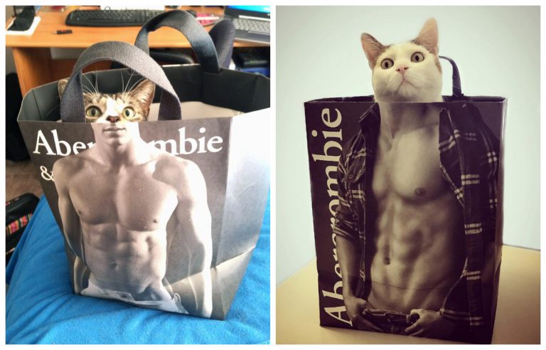 Когда ваш кот тайком качается в спортзале: неотразимые кошки в сумках Abercrombie