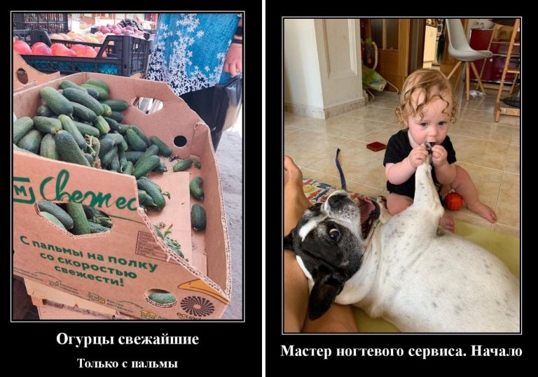Демотиваторы для поднятия настроения огурцы с пальмы