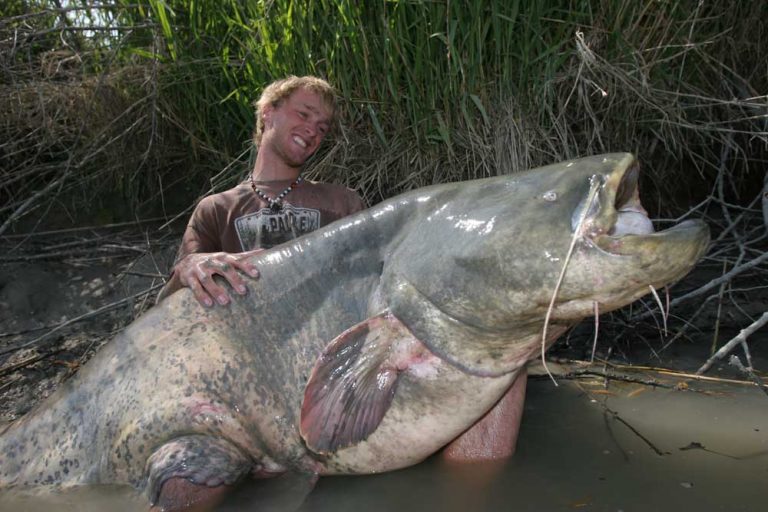 10 самых больших существ, когда-либо пойманных рыбаками