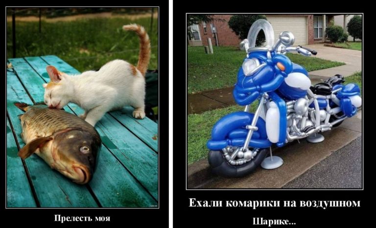 Штопор, беседа с собакой и пресс-алкаше в нашей подборке новых демотиваторов