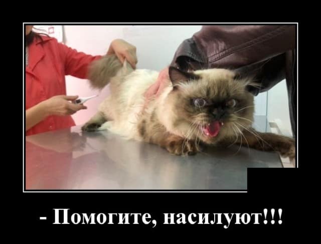 Пятничные демотиваторы и котику не позавидуешь