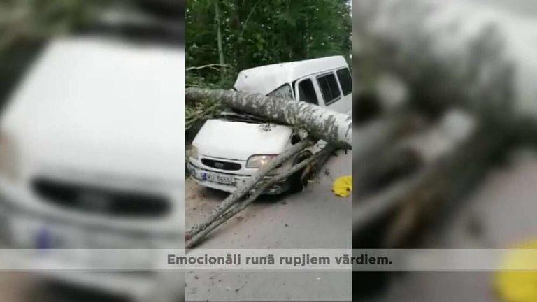 На бусик с рабочими в Пиньки рухнуло дерево. Теперь пострадавшим надо «биться» за возмещение ущерба