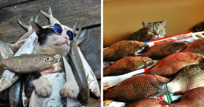 18 фото котиков и рыбов, за которые они готовы отдать все 9 жизней