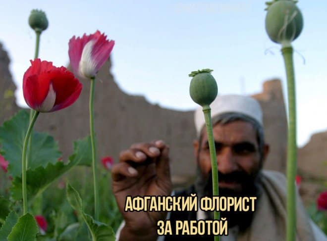 Афганский флорист в нашей подборке прикольных картинок с надписями