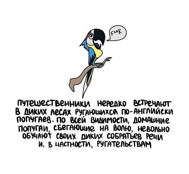 Интересные факты в картинках и матерящиеся попугаи