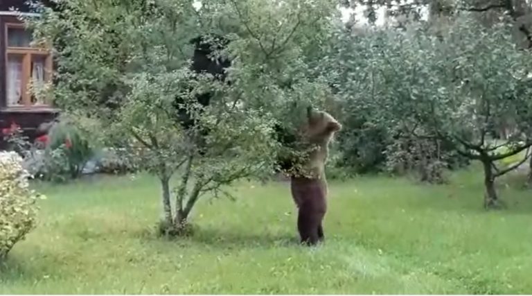 «Приходится уживаться…»: под Валмиерой медведи забрались в сад и съели урожай слив (ВИДЕО)