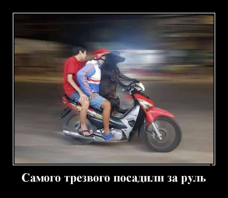 Прикольные демотиваторы для поддержания настроения!