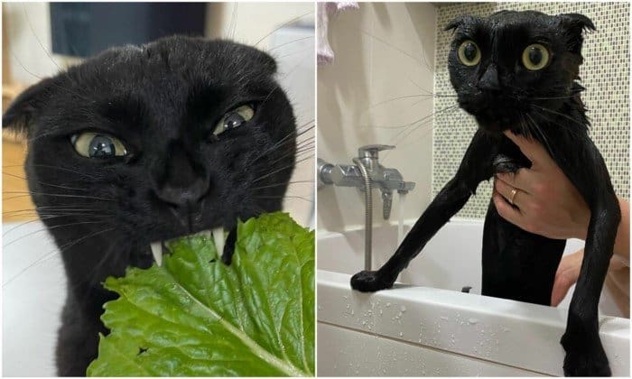 Фотогеничный чёрный кот покоряет сердца в соцсетях