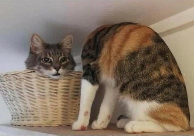 12 фотографий, которые запутают ваше сознание в узелок и осьмикот