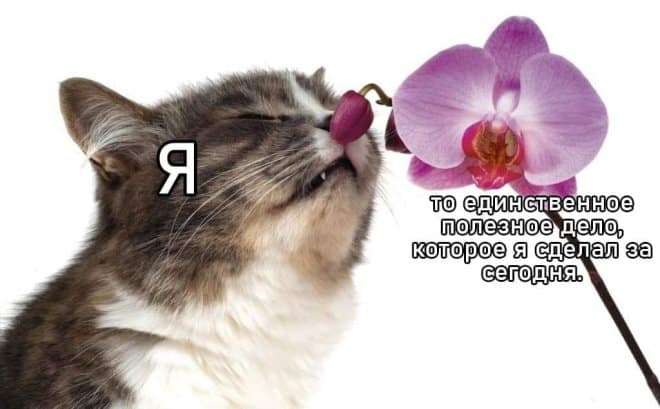 Пятничные мемы и полезное дело