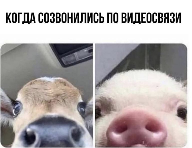 Юмор за день и видеосвязь
