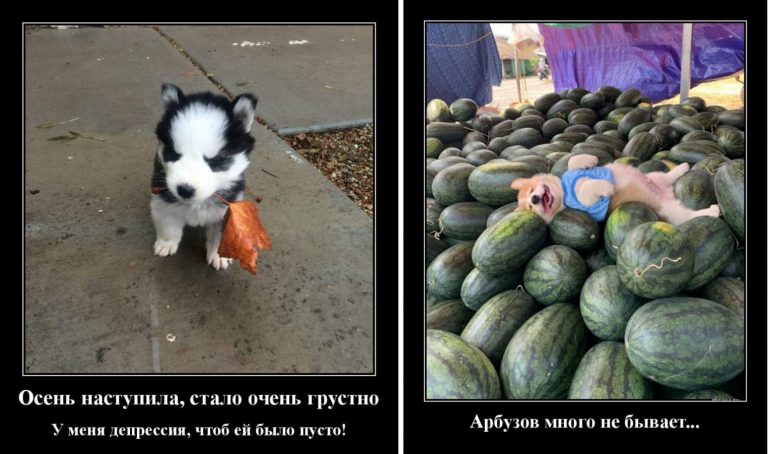 Демотиваторы за сегодня и осень наступила