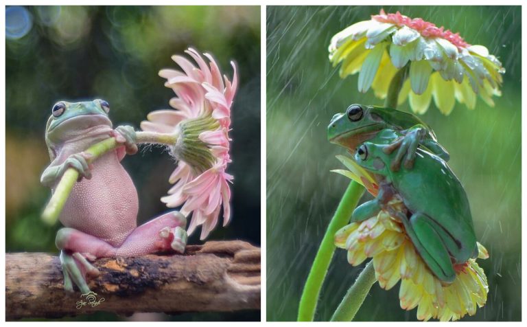 15 самых очаровательных фотографий лягушек