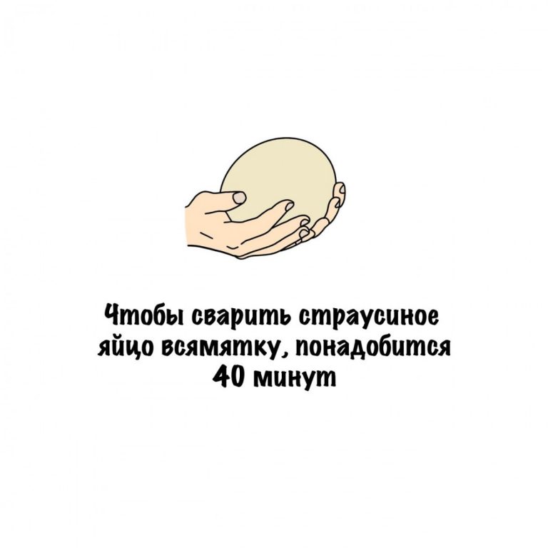 Страусиное яйцо всмятку и другие интересные факты в картинках